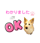 ワンダフル ぶぶ（個別スタンプ：1）