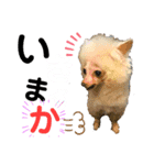 ワンダフル ぶぶ（個別スタンプ：3）