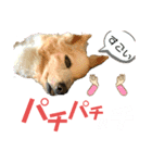 ワンダフル ぶぶ（個別スタンプ：15）