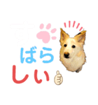 ワンダフル ぶぶ（個別スタンプ：16）
