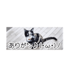 省スペース三毛猫+顔文字（個別スタンプ：3）