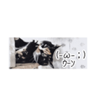 省スペース三毛猫+顔文字（個別スタンプ：5）