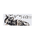 省スペース三毛猫+顔文字（個別スタンプ：10）