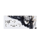 省スペース三毛猫+顔文字（個別スタンプ：12）