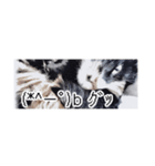 省スペース三毛猫+顔文字（個別スタンプ：14）