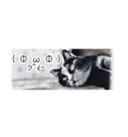 省スペース三毛猫+顔文字（個別スタンプ：17）