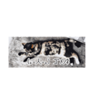 省スペース三毛猫+顔文字（個別スタンプ：20）