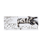 省スペース三毛猫+顔文字（個別スタンプ：27）