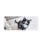 省スペース三毛猫+顔文字（個別スタンプ：38）