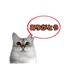 白猫（ジャムパンちゃん）スタンプ（個別スタンプ：4）
