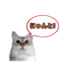 白猫（ジャムパンちゃん）スタンプ（個別スタンプ：14）