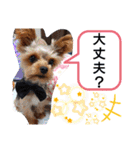 miroスタンプ（個別スタンプ：8）