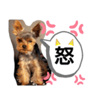 miroスタンプ（個別スタンプ：11）