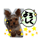 miroスタンプ（個別スタンプ：16）