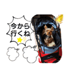 miroスタンプ（個別スタンプ：21）