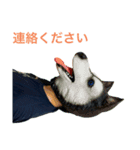 美容院予約＆予約受付 アニマルマスク（個別スタンプ：5）