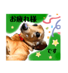 可愛いダックスで簡単メッセージ！（個別スタンプ：2）