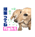 可愛いダックスで簡単メッセージ！（個別スタンプ：4）