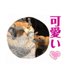 可愛いダックスで簡単メッセージ！（個別スタンプ：6）
