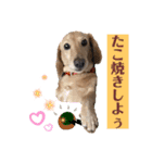 可愛いダックスで簡単メッセージ！（個別スタンプ：7）