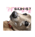 可愛いダックスで簡単メッセージ！（個別スタンプ：8）
