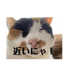 まるの癒しスタンプ（個別スタンプ：2）