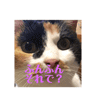まるの癒しスタンプ（個別スタンプ：3）