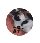 まるの癒しスタンプ（個別スタンプ：4）