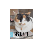 まるの癒しスタンプ（個別スタンプ：7）