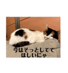 まるの癒しスタンプ（個別スタンプ：14）