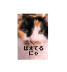 まるの癒しスタンプ（個別スタンプ：15）