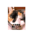 まるの癒しスタンプ（個別スタンプ：16）