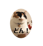 まるの癒しスタンプ（個別スタンプ：24）