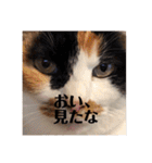 まるの癒しスタンプ（個別スタンプ：26）