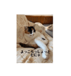 まるの癒しスタンプ（個別スタンプ：36）