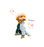 トイプードルのテテ（個別スタンプ：3）