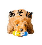 トイプードルのテテ（個別スタンプ：14）