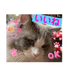 綾白猫totoミミちゃん②（個別スタンプ：1）