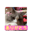 綾白猫totoミミちゃん②（個別スタンプ：4）
