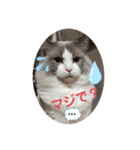 綾白猫totoミミちゃん②（個別スタンプ：5）