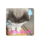 綾白猫totoミミちゃん②（個別スタンプ：6）