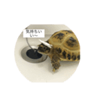 リクガメ マモル（個別スタンプ：4）