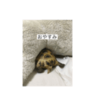 リクガメ マモル（個別スタンプ：5）