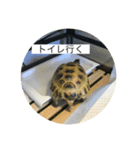 リクガメ マモル（個別スタンプ：8）