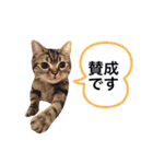 我が家の癒しっ子♡（個別スタンプ：17）