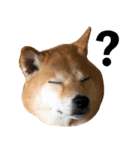 理にビル（個別スタンプ：10）