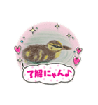 カルガモの絵（個別スタンプ：1）