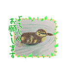 カルガモの絵（個別スタンプ：2）