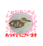 カルガモの絵（個別スタンプ：3）