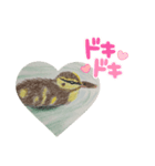 カルガモの絵（個別スタンプ：7）